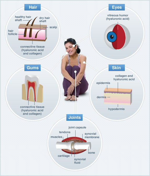 Where in the body is HA? Hyaluronic Acid is a hydrophilic (water
